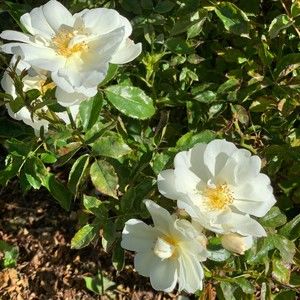 Meet your Posher, Brenda